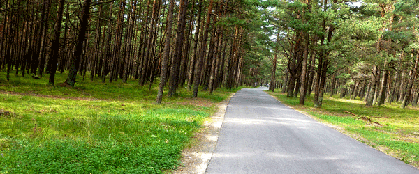 Trees Path